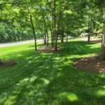 Shaded front lawn